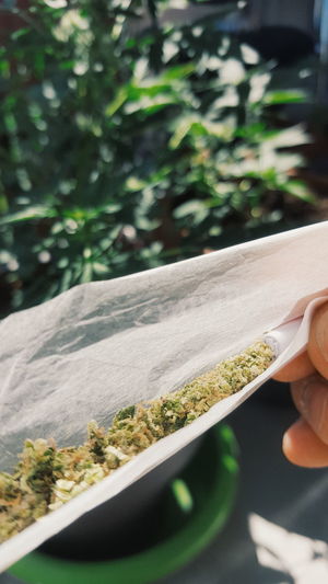 Close-up of hand marijuana joint