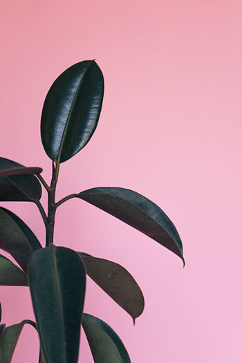 Close-up of plant growing against pink background