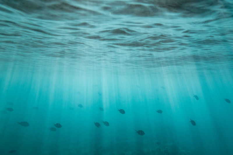 School of fish swim through light streaks under the ocean's surface