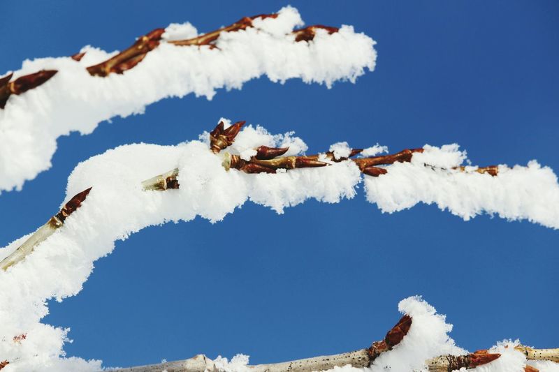 Close-up of snow covered branches against clear sky