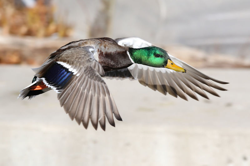 Full length flying mallard duck 