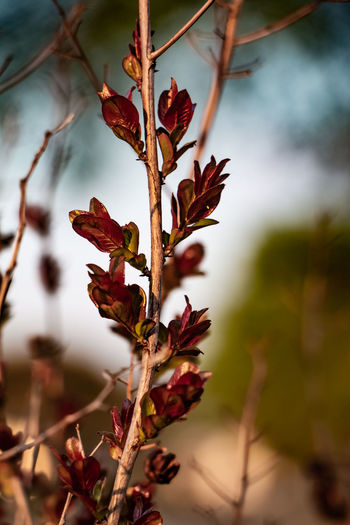 Close-up of wilted plant