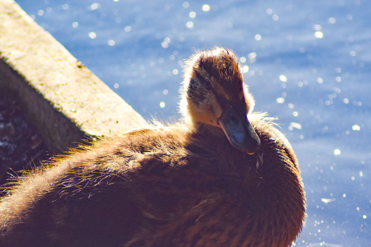 Close-up of a duckling