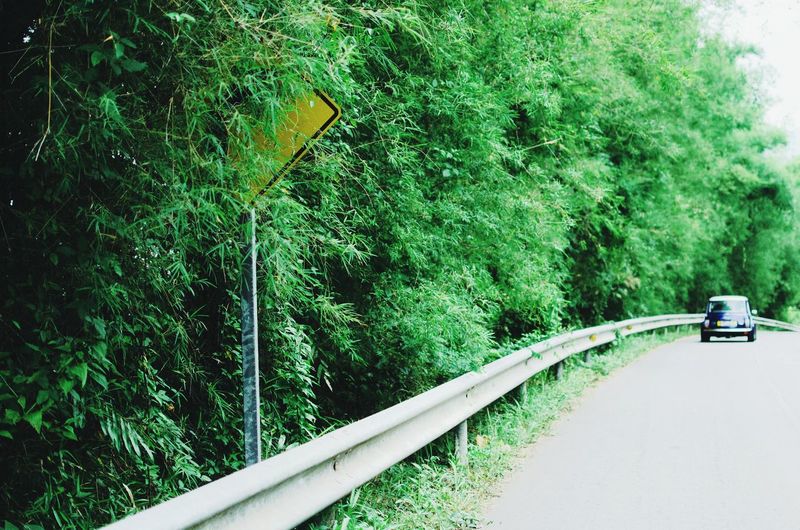 Road passing through trees