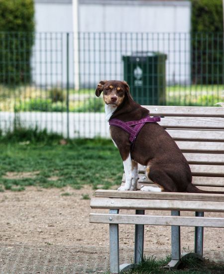 Portrait of dog on bench in park