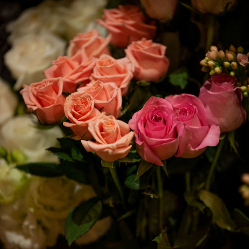 Close-up of pink roses
