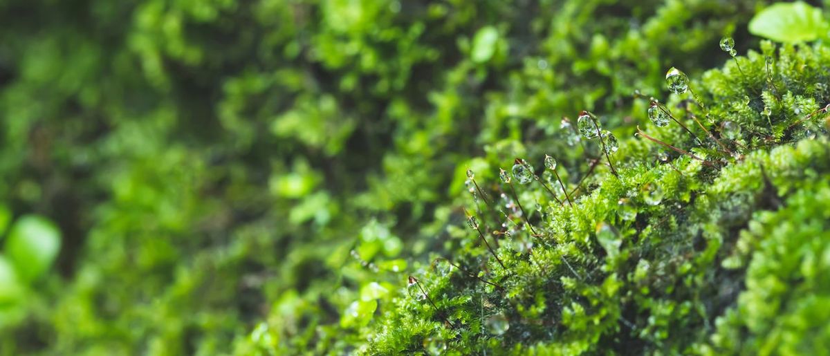 Natural green moss in the forest