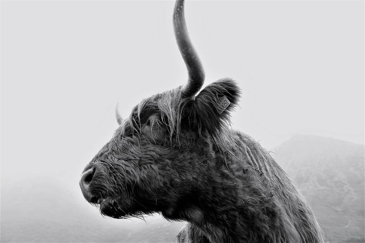 Close-up of a highland cattle