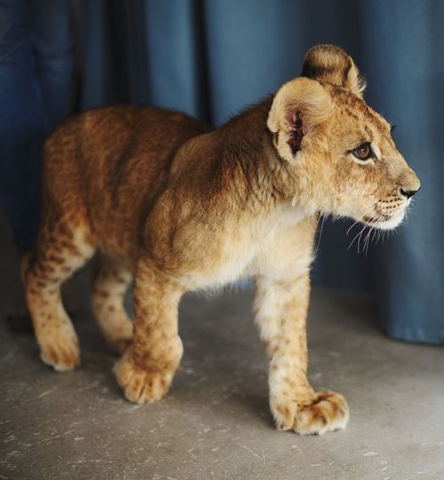 Lion cub walking at zoo