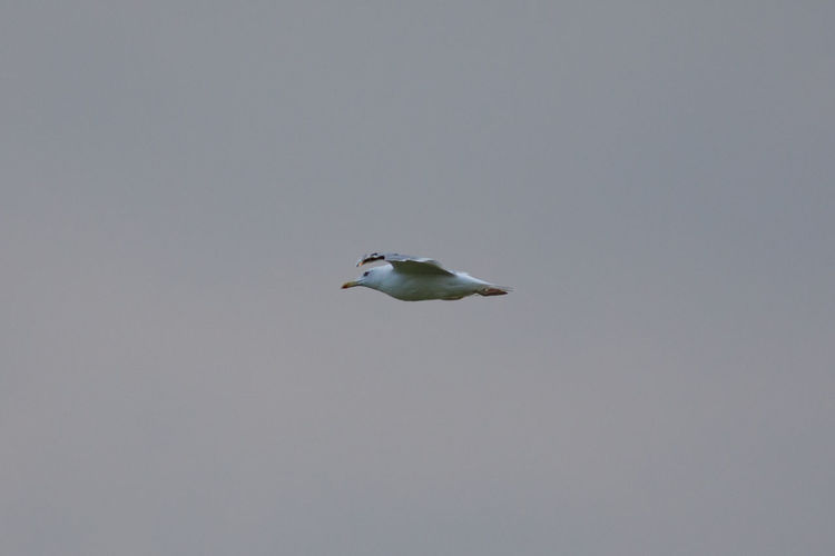 Low angle view of bird flying in sky