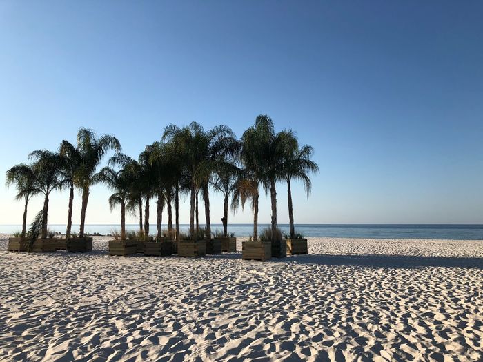 Palm trees on beach against clear sky