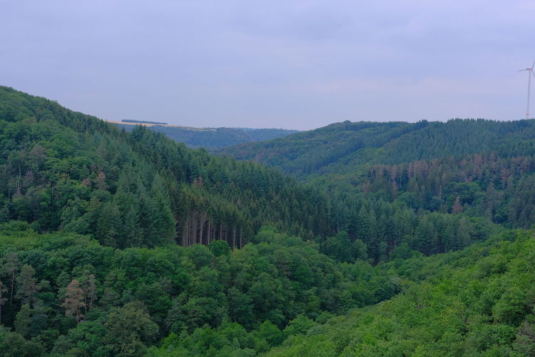 Scenic view of forest against sky
