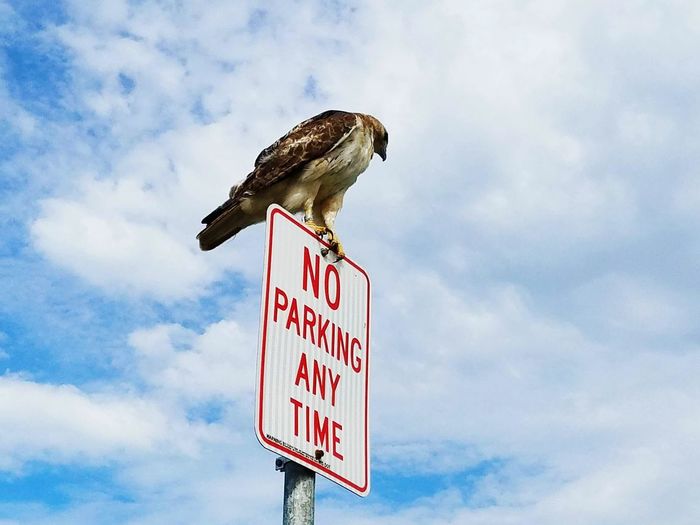 Low angle view of bird perching on no parking sign