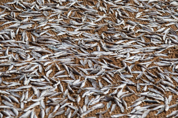 Full frame shot of fishes drying on sack