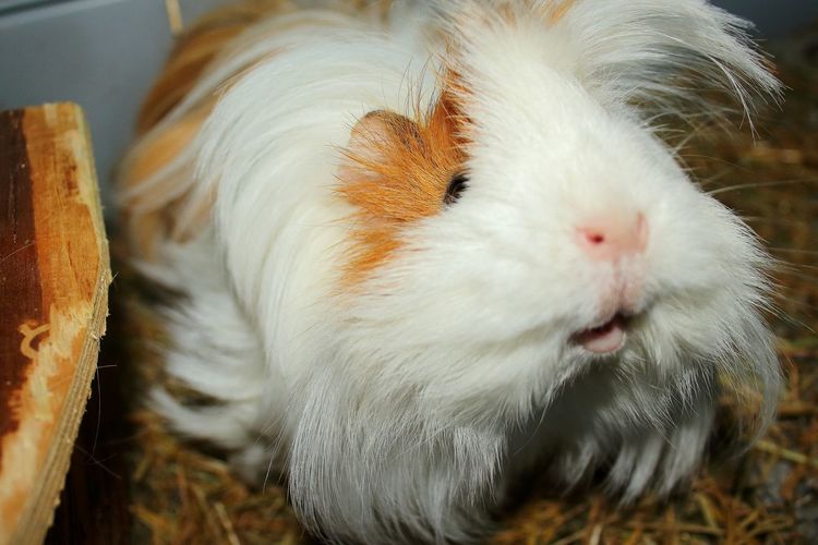 Close-up of guinea pig
