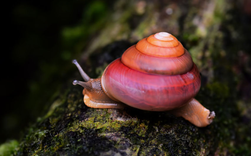 Close-up of snail on moss covered wood