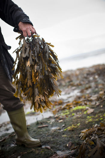 Midsection of person standing on beach harvesting seaweed