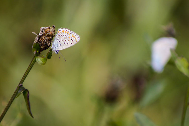 Close-up of butterfly pollinating flower