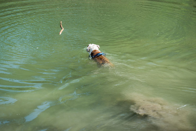Isolated english bulldog swimming in a river