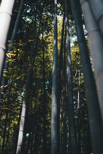 Low angle view of bamboo trees in forest