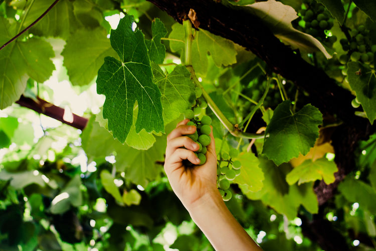 Close-up of woman with green leaves