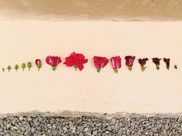 Close-up of red flowers against wall