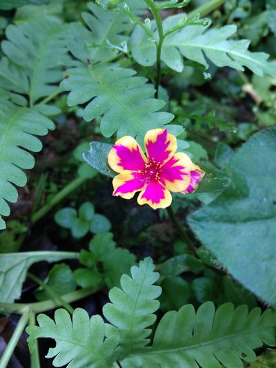 plant
