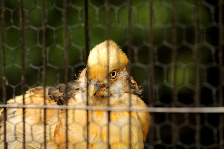 Close-up of owl in cage