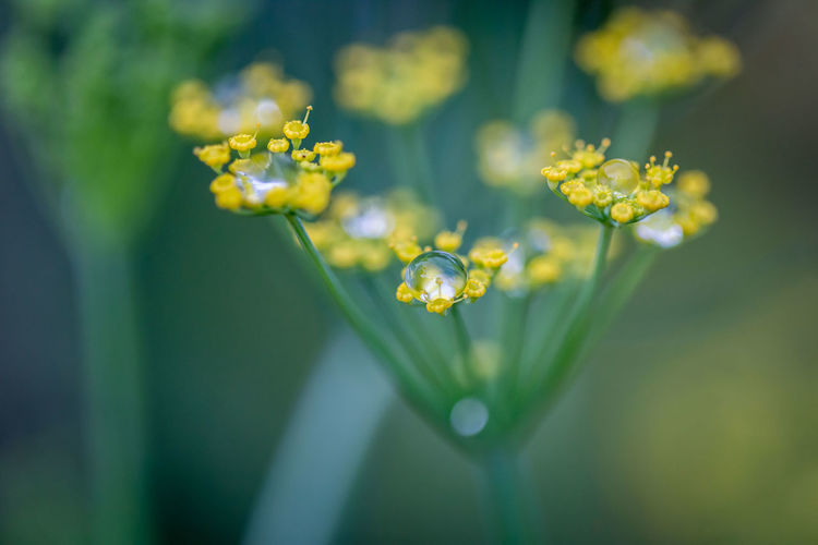 Close-up of drops on yellow flowers