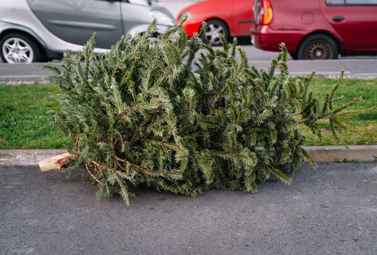 View of abandoned christmas tree on street in city