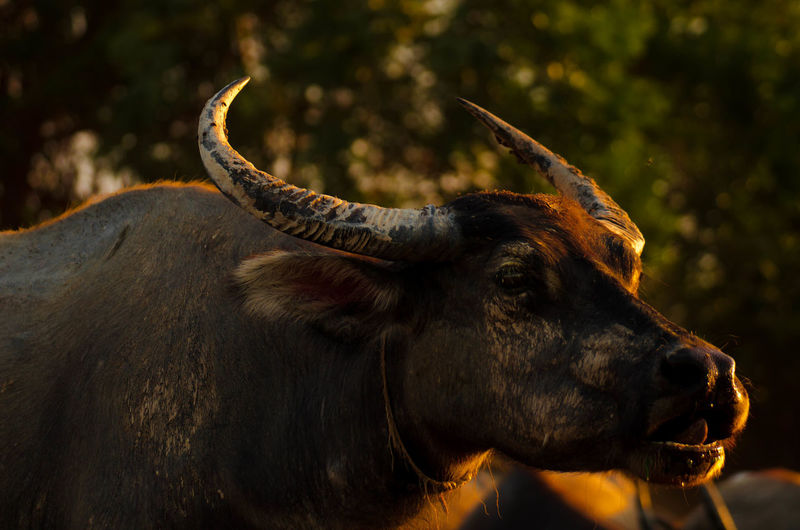 Close-up of buffalo