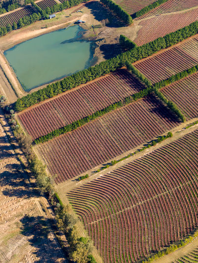 Aerial view of cultivated fields of blueberries and citrus