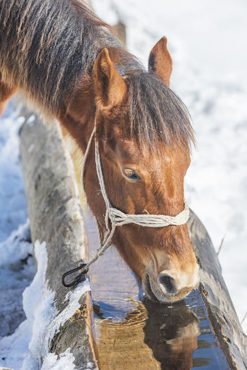 Horse in a snow