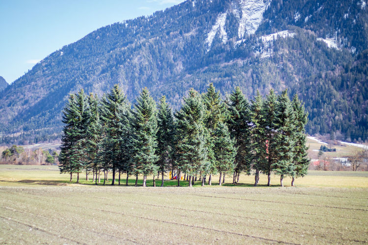Trees on field against mountains