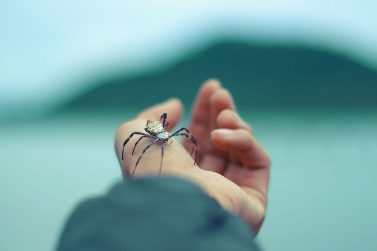 Close-up of hand holding small spider