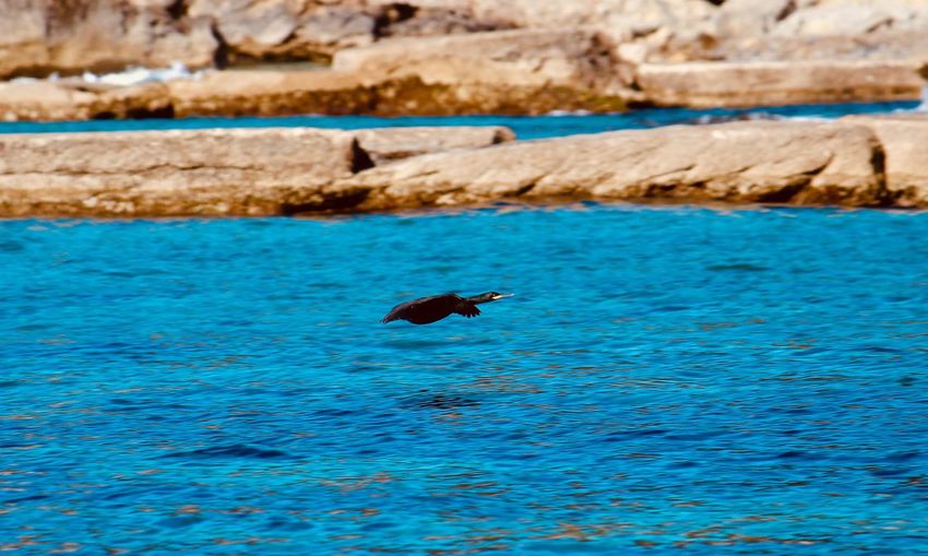 View of birds flying over sea