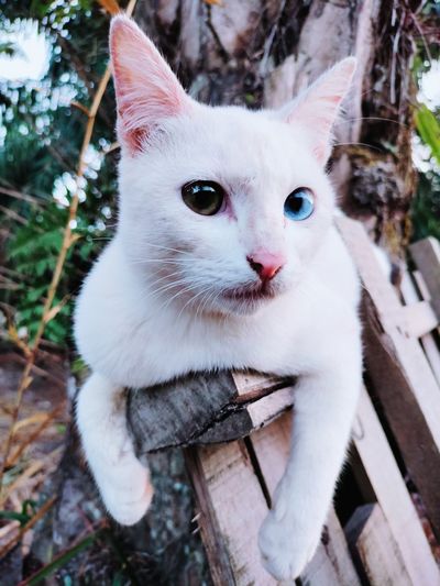 High angle portrait of white cat
