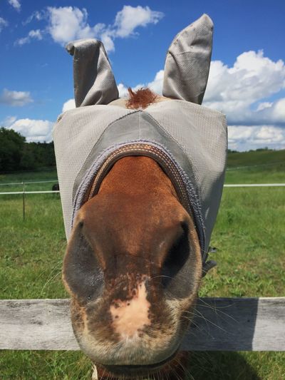 Blindfolded horse on ranch