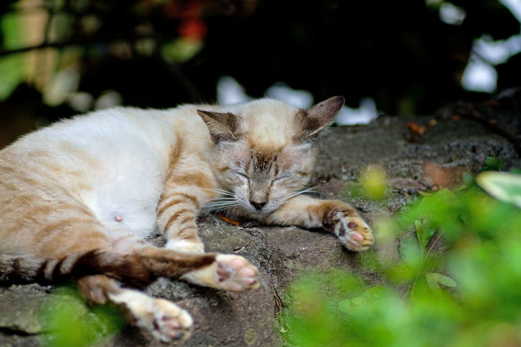 Close-up of a cat sleeping on wall