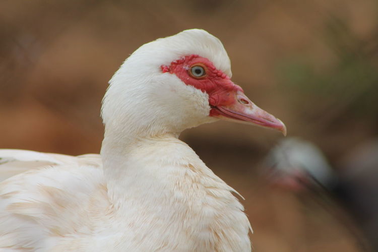 Close-up of muscovy duck