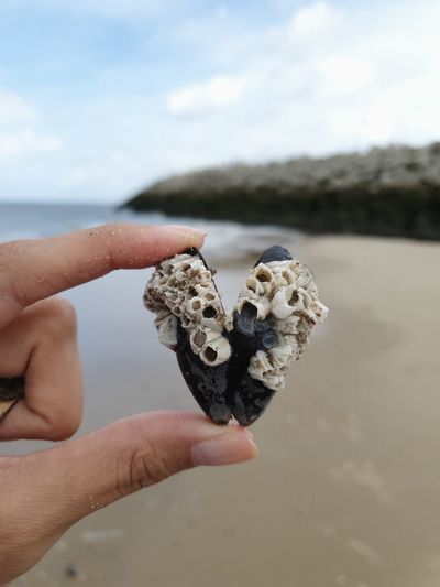 Close-up of hand holding shell on beach