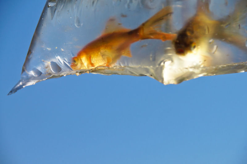 Close-up of fishes in plastic bag against clear blue sky