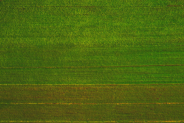 Full frame shot of crop growing in farm