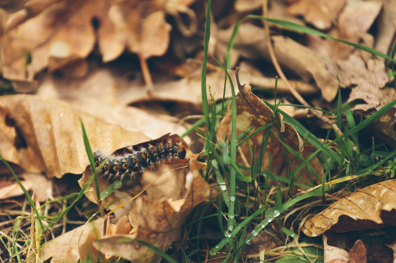Close-up of caterpillar on dry leaves during autumn