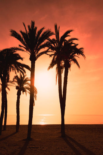 Silhouette palm trees at beach during sunset