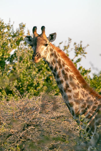 Giraffe standing on field against sky