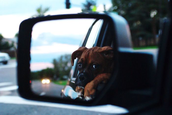 Reflection of boxer puppy on car side-view mirror