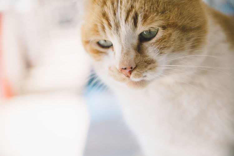 Close-up of ginger cat looking away