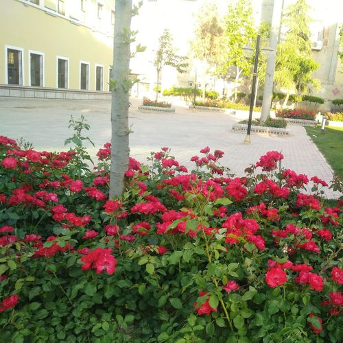 Close-up of red flowering plants in city