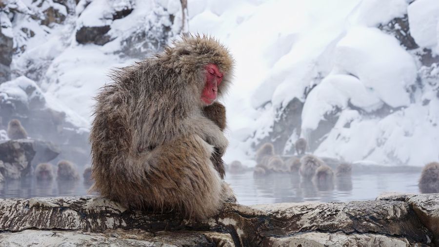 Japanese macaques during winter